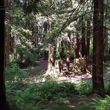 Emerald Forest Cabins Трінідад Номер фото