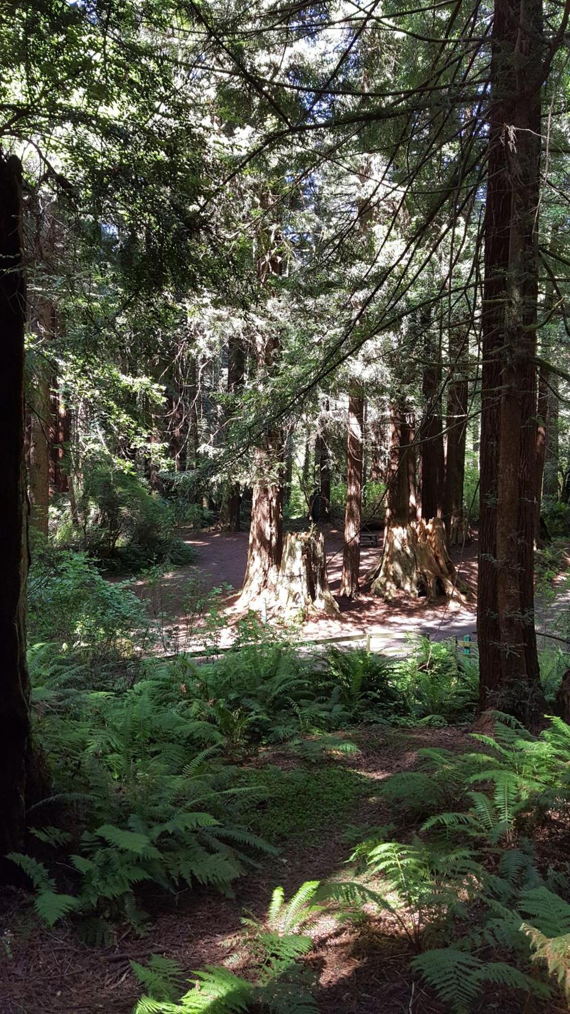 Emerald Forest Cabins Трінідад Номер фото